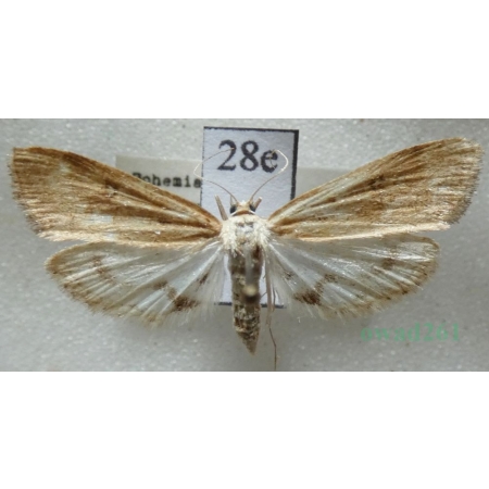 Parapoynx stratiotata (Linnaeus, 1758) Nimfa osoczanka Czech28e